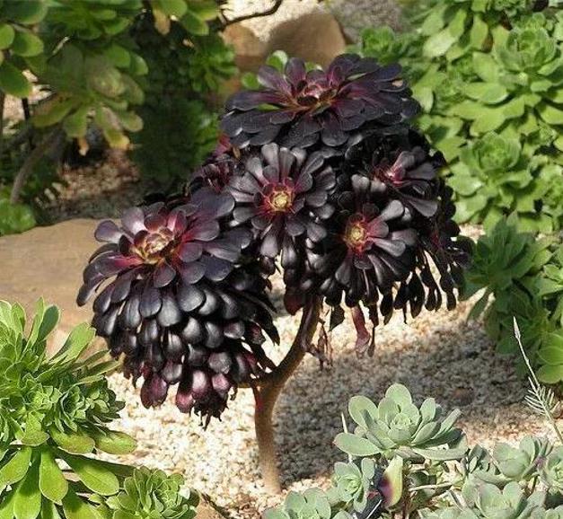 Aeonium arboreum Atropurpureum 'Zwartkop' - Rosa Negra, Aeonium Negro Arbóreo, Rosa Negra de Pedras - Imagem 4
