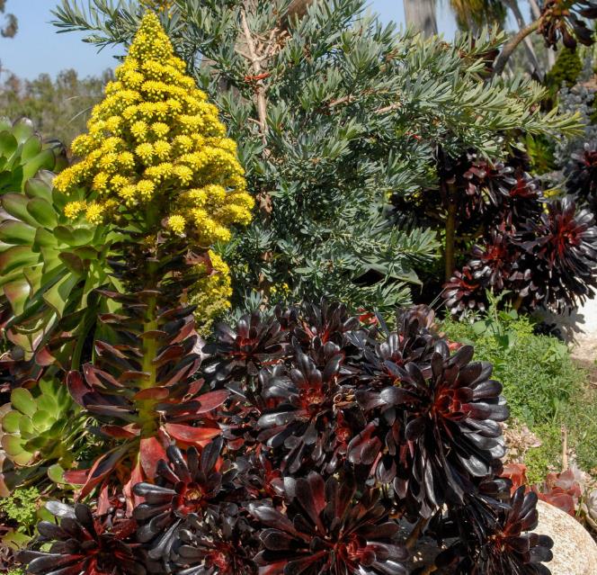 Aeonium arboreum Atropurpureum 'Zwartkop' - Rosa Negra, Aeonium Negro Arbóreo, Rosa Negra de Pedras - Imagem 5