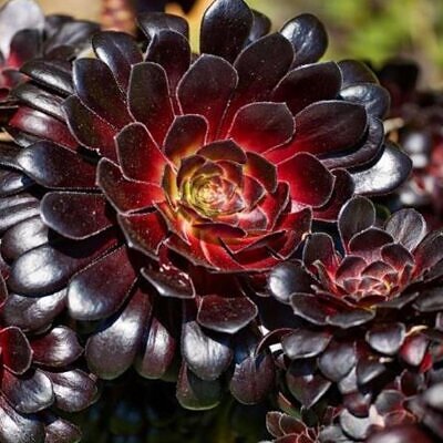 Aeonium arboreum Atropurpureum 'Zwartkop' - Rosa Negra, Aeonium Negro Arbóreo, Rosa Negra de Pedras