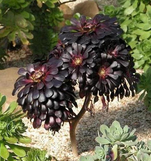 Aeonium arboreum Atropurpureum 'Zwartkop' - Rosa Negra, Aeonium Negro Arbóreo, Rosa Negra de Pedras - Imagem 6