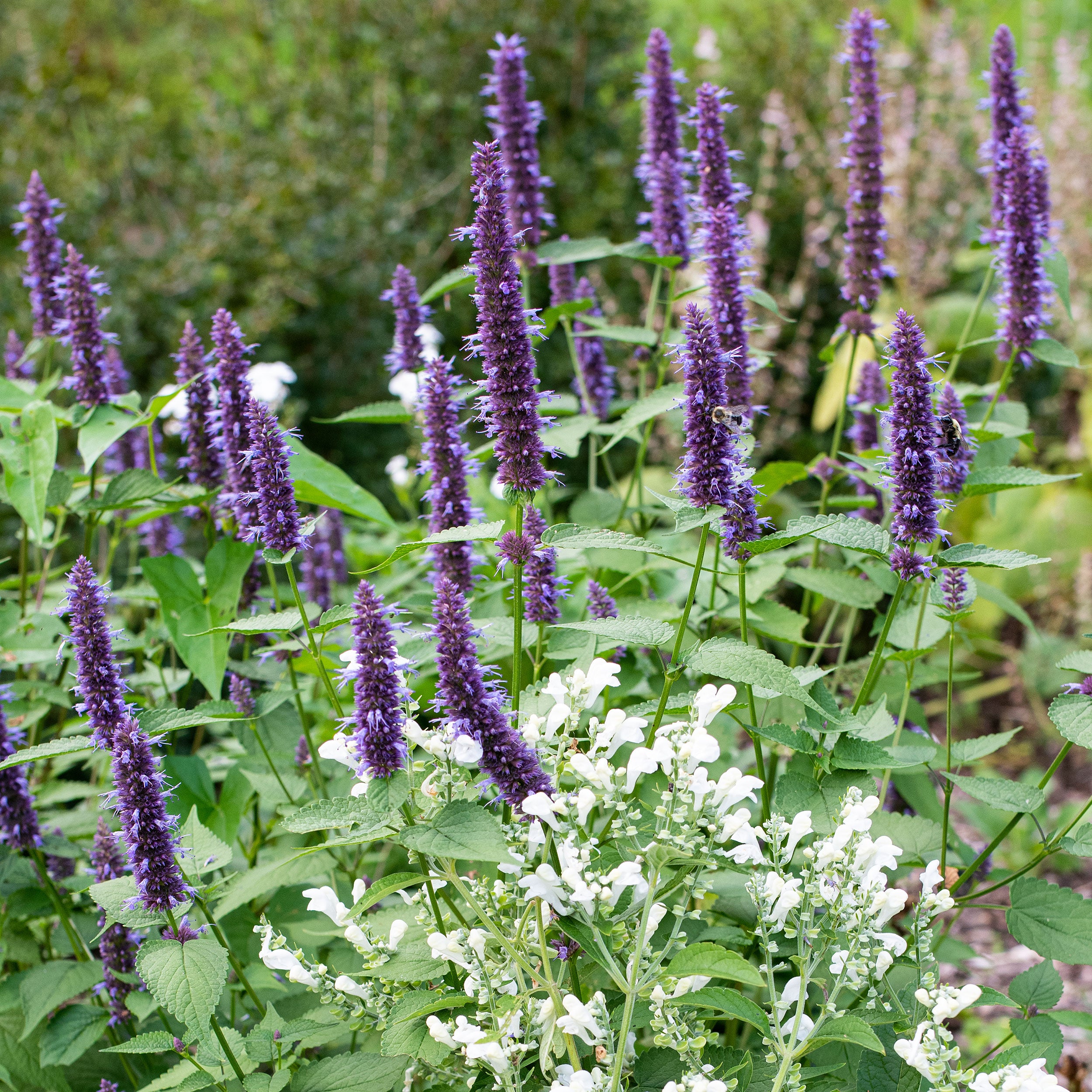 Agastache rugosa 'Korean Mint' - Hortelã Coreana, Menta Coreana - Imagem 2