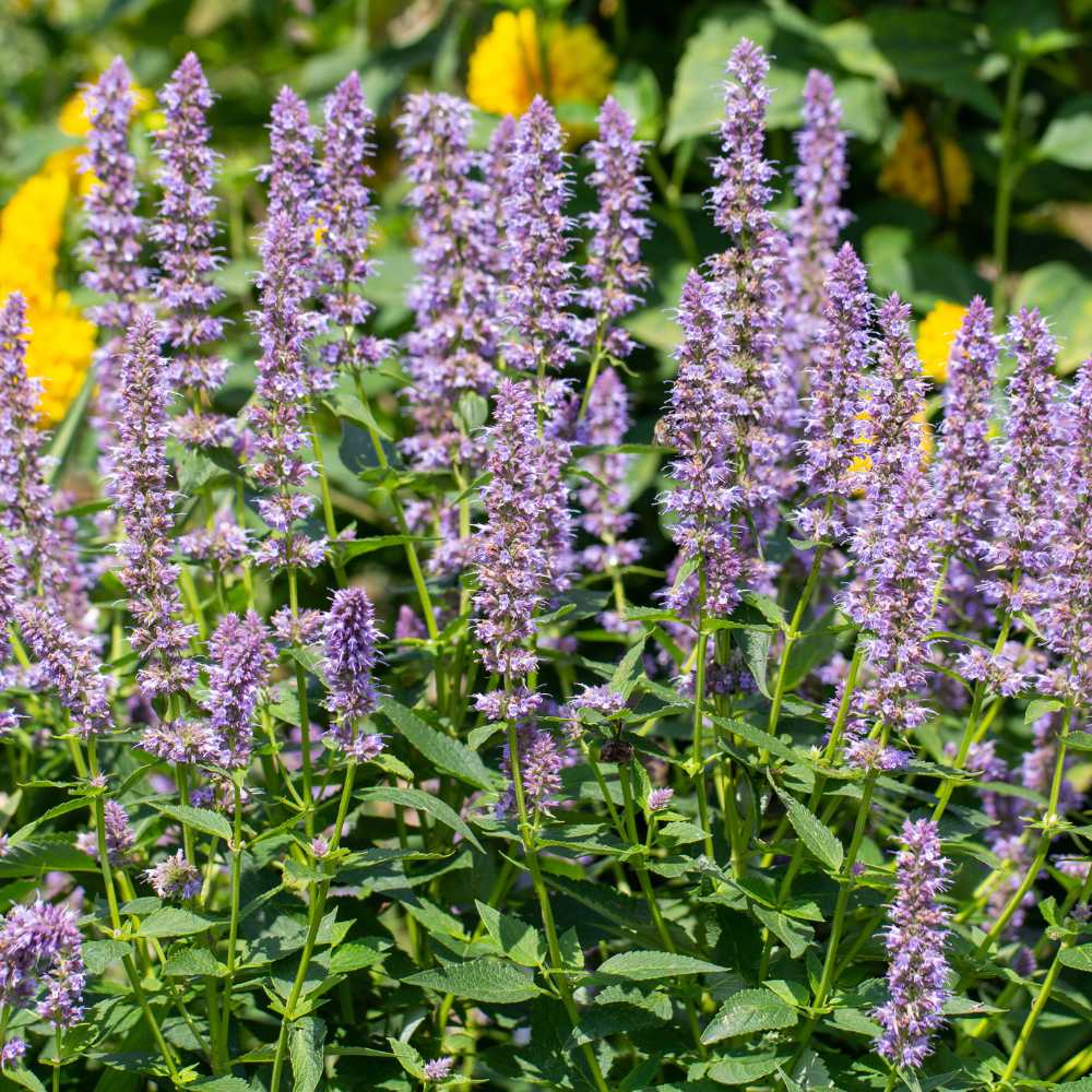 Agastache rugosa 'Korean Mint' - Hortelã Coreana, Menta Coreana - Imagem 5