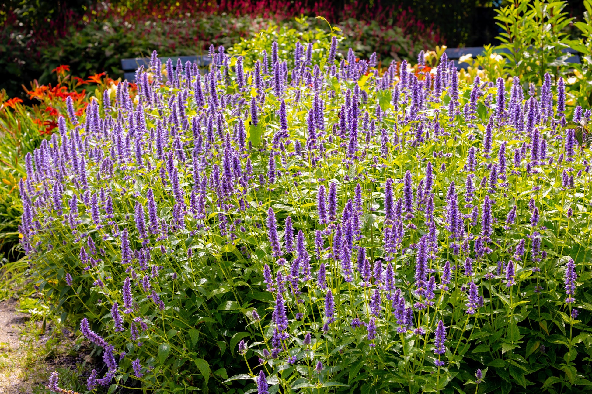 Agastache rugosa 'Korean Mint' - Hortelã Coreana, Menta Coreana - Imagem 7