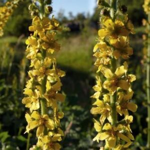 Agrimonia eupatoria - Eupatória, Erva Milagrosa, Erva dos Gregos, Erva Hepática, Campanários de Igreja