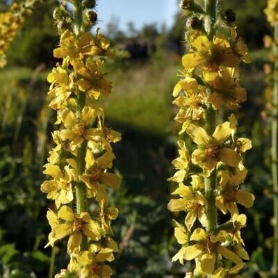 Agrimonia eupatoria - Eupatória, Erva Milagrosa, Erva dos Gregos, Erva Hepática, Campanários de Igreja