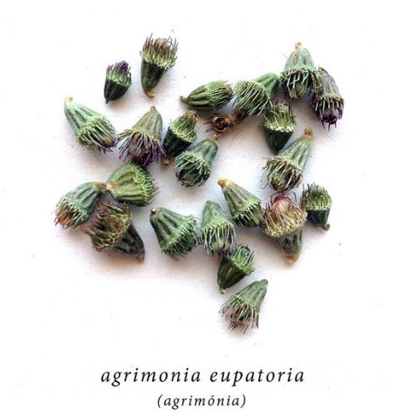 Agrimonia eupatoria - Eupatória, Erva Milagrosa, Erva dos Gregos, Erva Hepática, Campanários de Igreja - Imagem 2