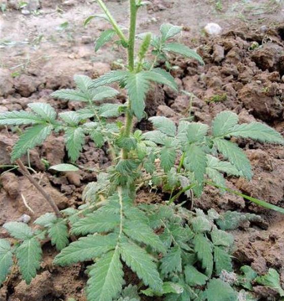 Agrimonia eupatoria - Eupatória, Erva Milagrosa, Erva dos Gregos, Erva Hepática, Campanários de Igreja - Imagem 3