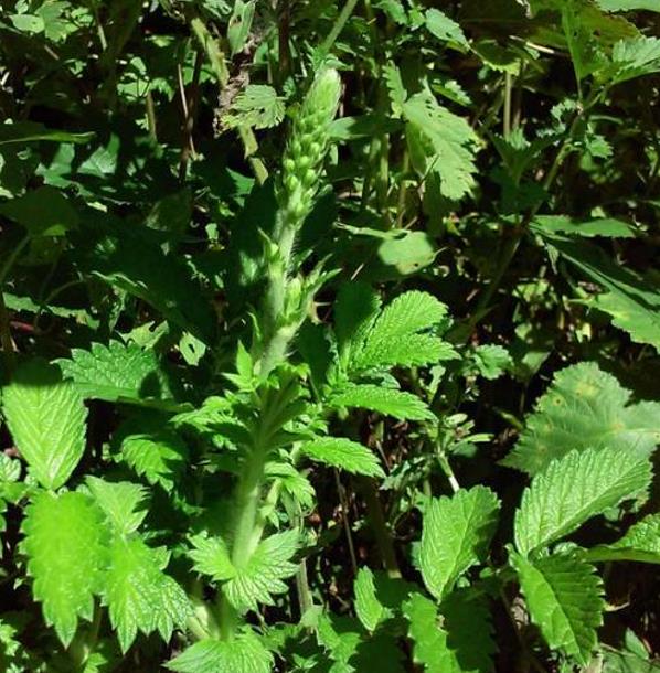 Agrimonia eupatoria - Eupatória, Erva Milagrosa, Erva dos Gregos, Erva Hepática, Campanários de Igreja - Imagem 5