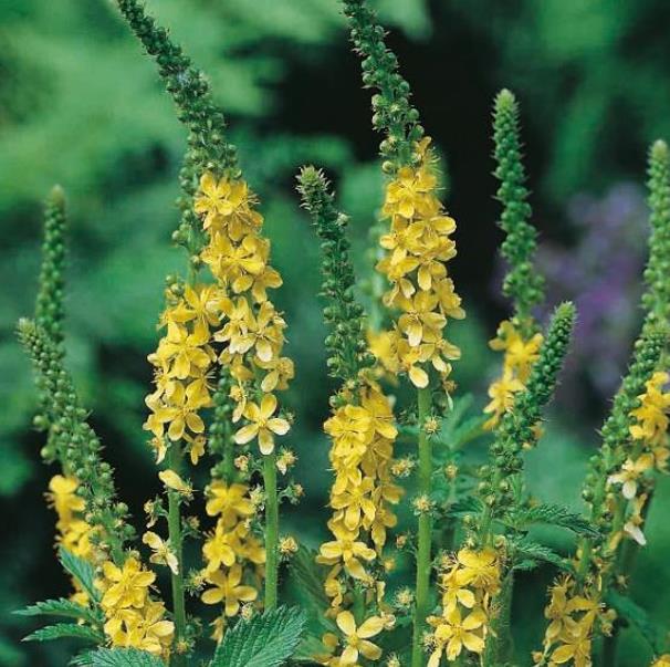 Agrimonia eupatoria - Eupatória, Erva Milagrosa, Erva dos Gregos, Erva Hepática, Campanários de Igreja - Imagem 6