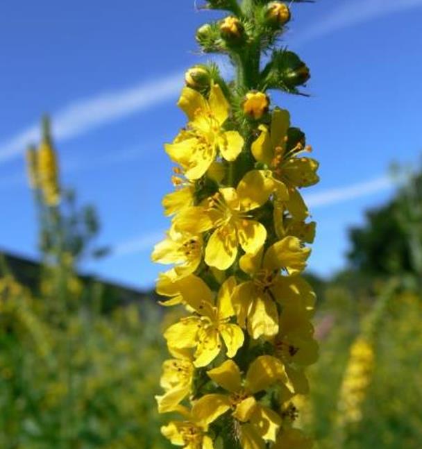 Agrimonia eupatoria - Eupatória, Erva Milagrosa, Erva dos Gregos, Erva Hepática, Campanários de Igreja - Imagem 7