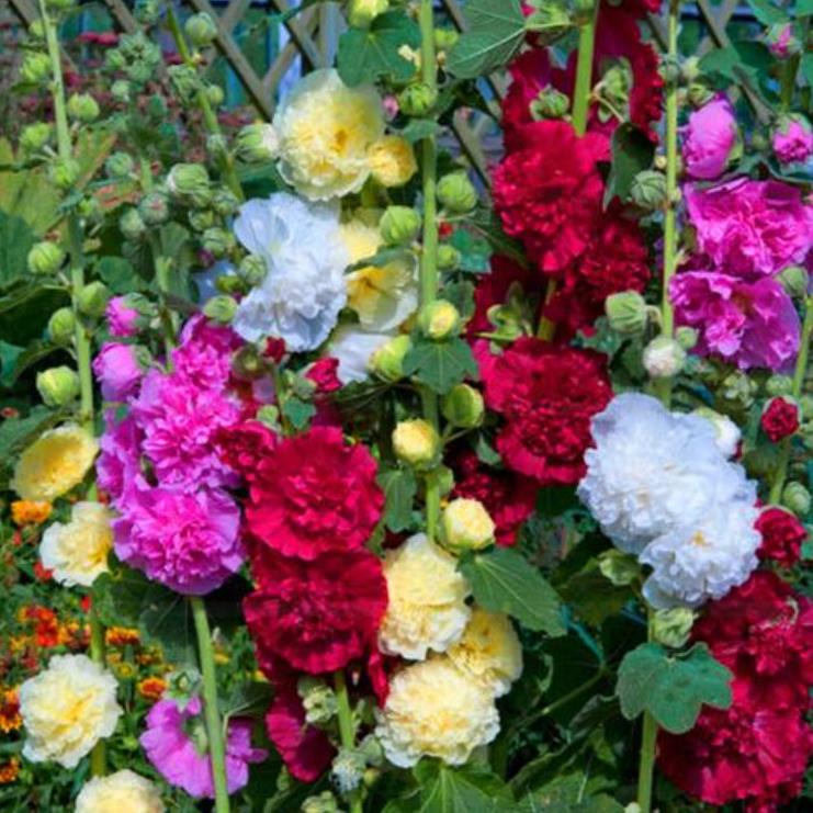 Alcea Rosea Chaters Double Mix - Malva Dobrada Dupla Mix, Alcea, Atléia, Malva Real, Malvaisco, Hollyhock - Imagem 2