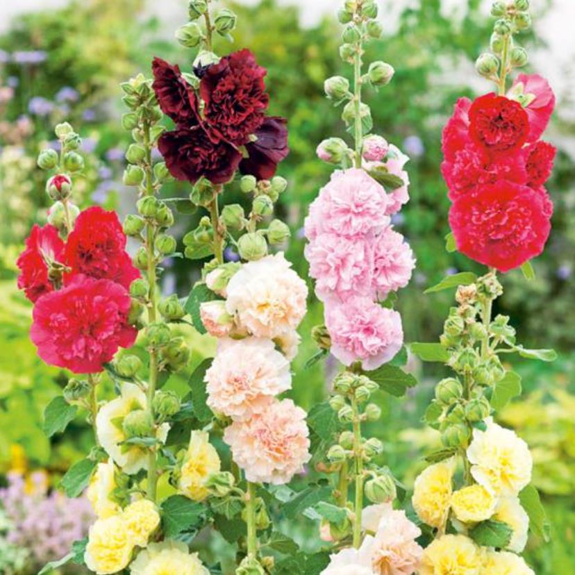 Alcea Rosea Chaters Double Mix - Malva Dobrada Dupla Mix, Alcea, Atléia, Malva Real, Malvaisco, Hollyhock - Imagem 3