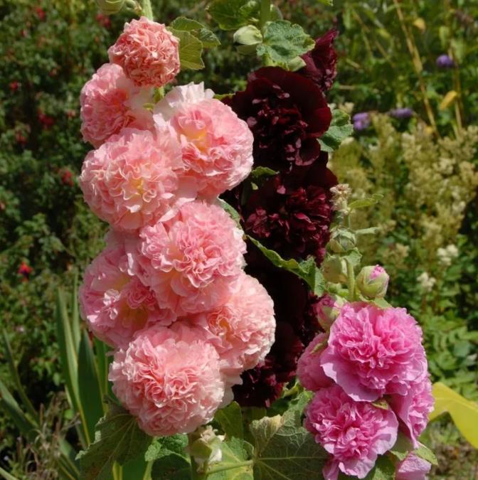 Alcea Rosea Chaters Double Mix - Malva Dobrada Dupla Mix, Alcea, Atléia, Malva Real, Malvaisco, Hollyhock - Imagem 4