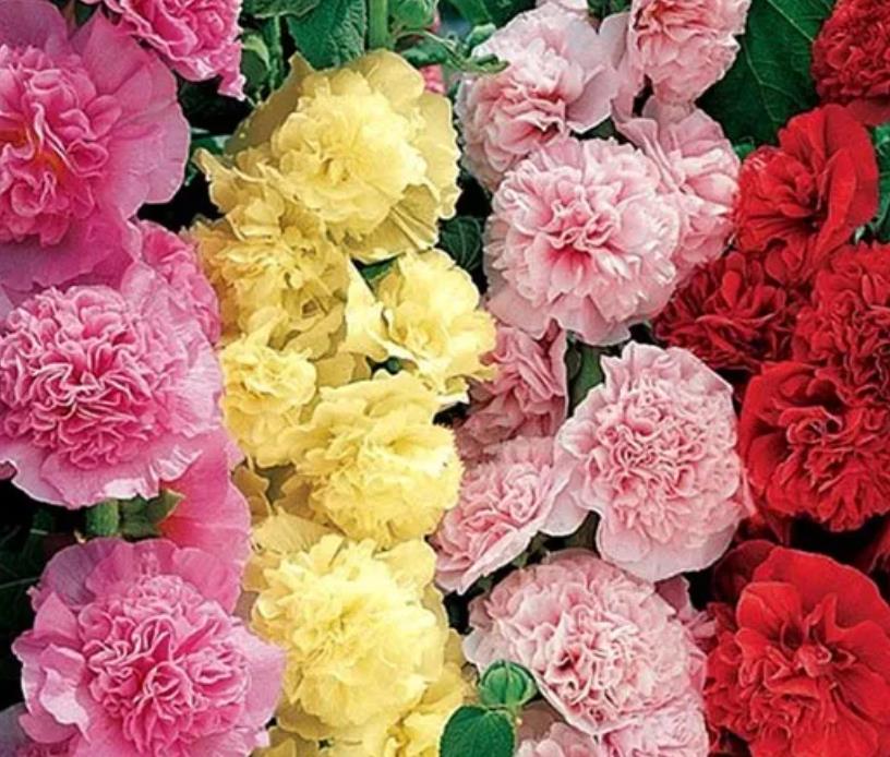 Alcea Rosea Chaters Double Mix - Malva Dobrada Dupla Mix, Alcea, Atléia, Malva Real, Malvaisco, Hollyhock - Imagem 5