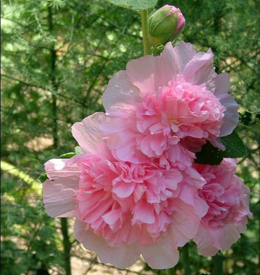 Alcea Rosea Chaters Double Rose Pink - Malva Dobrada Dupla Rosa, Alcea, Atléia, Malva Real, Malvaisco, Hollyhock