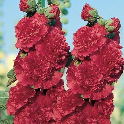 Alcea Rosea Chaters Double Scarlet - Malva Dobrada Dupla Scarlet, Alcea, Atléia, Malva Real, Malvaisco, Hollyhoc