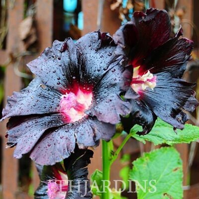 Alcea Rosea Jet Black - Malva Negra, Jet Black, Black Hollyhock