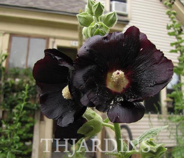 Alcea Rosea Jet Black - Malva Negra, Jet Black, Black Hollyhock - Imagem 2
