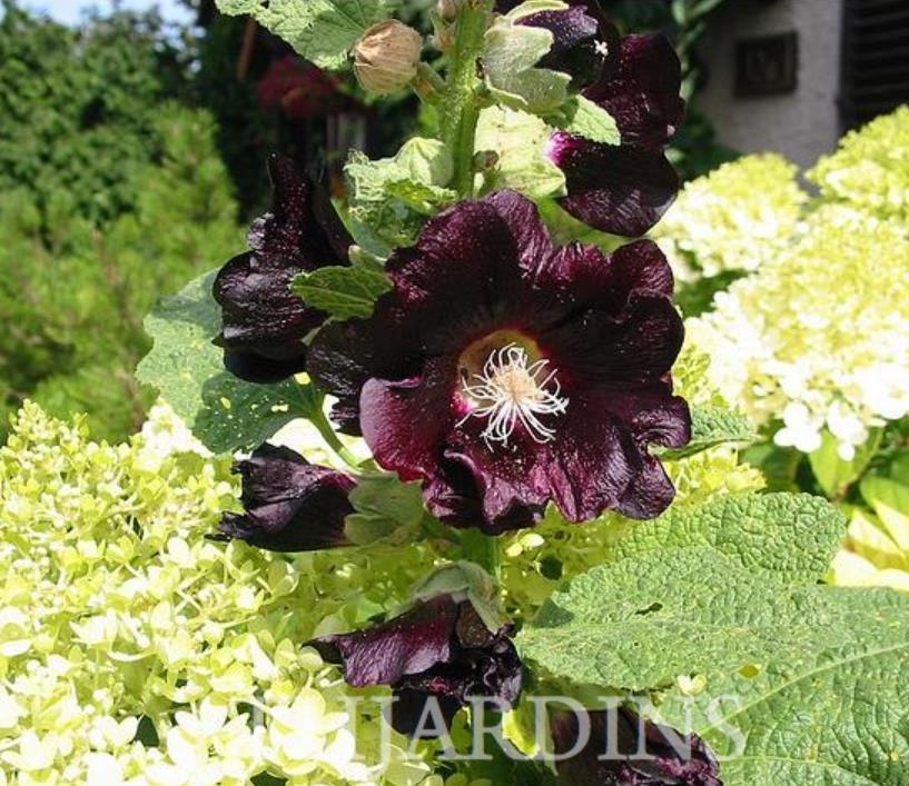 Alcea Rosea Jet Black - Malva Negra, Jet Black, Black Hollyhock - Imagem 4