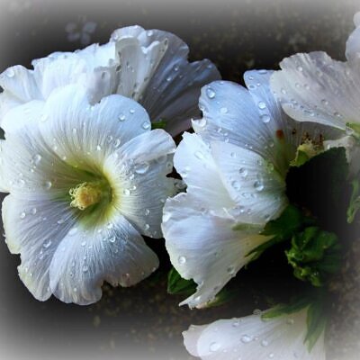 Alcea Rosea Snow Peaks - Malva Picos De Neve, Malva Branca Snow Peaks