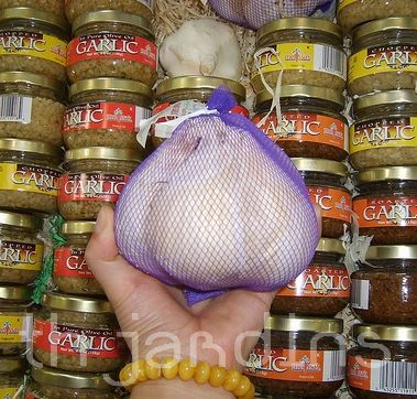 ALLIUM AMPELOPRASUM - ELEPHANT GARLIC - ALHO GIGANTE