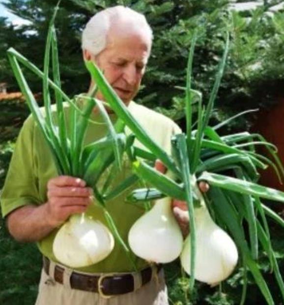Allium cepa Exibicion Onion (C.O) - Cebola Gigante, Cebola Guinness, Cebola Outback - Imagem 2