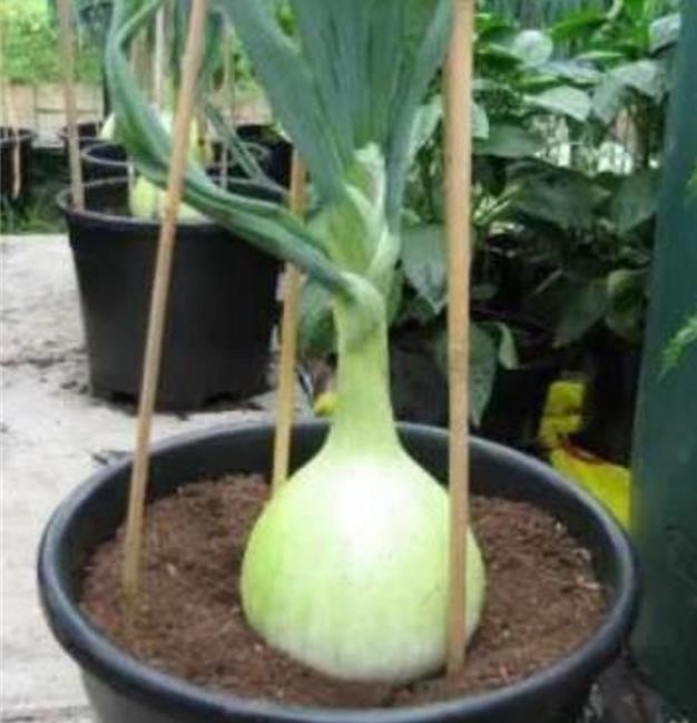 Allium cepa Exibicion Onion (C.O) - Cebola Gigante, Cebola Guinness, Cebola Outback - Imagem 4