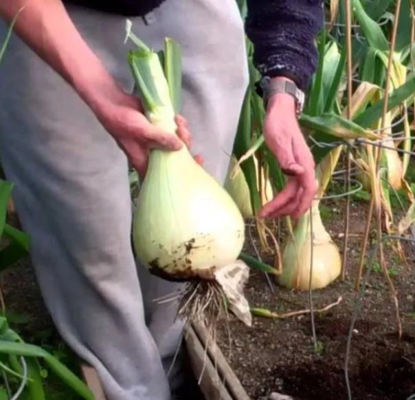Allium cepa Exibicion Onion (C.O) - Cebola Gigante, Cebola Guinness, Cebola Outback - Imagem 5