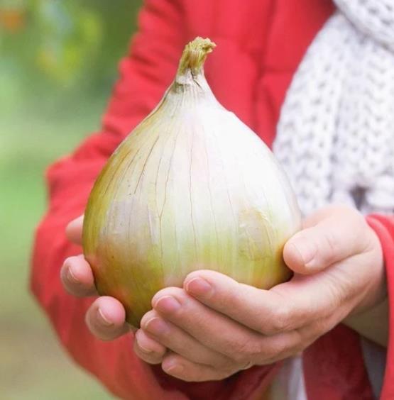 Allium cepa Exibicion Onion (C.O) - Cebola Gigante, Cebola Guinness, Cebola Outback - Imagem 6