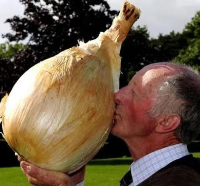 Allium cepa Exibicion Onion (C.O) - Cebola Gigante, Cebola Guinness, Cebola Outback - Imagem 7