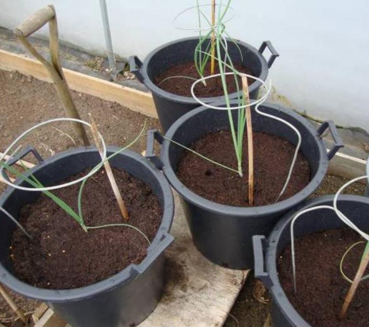 Allium cepa Mammoth Red Onion (C.O) - Cebola Mamute Vermelha, Cebola Gigante Vermelha - Imagem 3