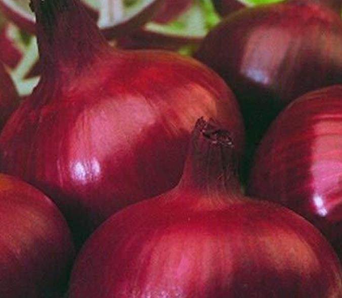Allium cepa Rouge Foncee de Hollande (C.O) - Cebola Vermelha Escura da Holanda, Cebola Vermelho Vinho Brunswick - Imagem 3
