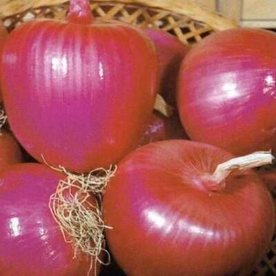 Allium cepa Tropeana Tonda (C.O) - Cebola Rosa Italiana, Cebola da Calábria