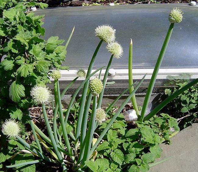 Allium Fistulosum Red Beard - Cebolinha Vermelha, Cebolinha Papai Noel, Cebolinha Red Beard - Imagem 4