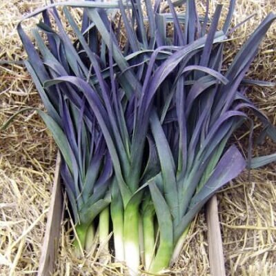 Allium Porrum Saint Victor D Hiver (Violet Leaf) - Alho Poró Saint Victor