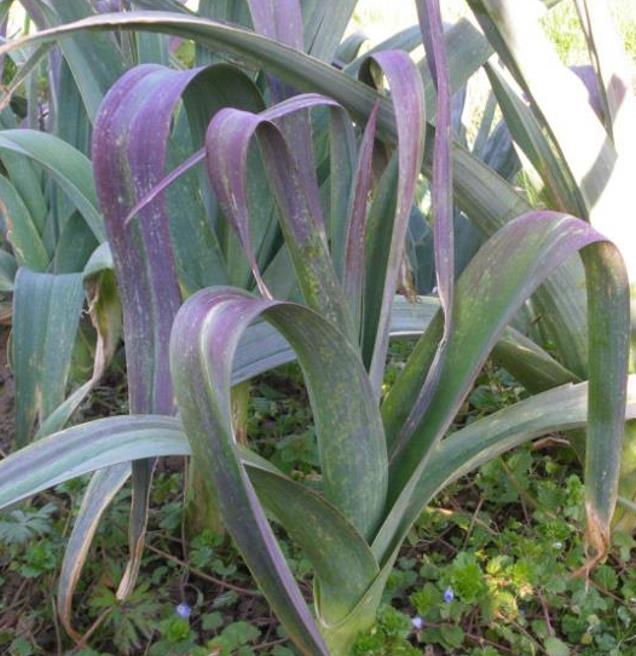 Allium Porrum Saint Victor D Hiver (Violet Leaf) - Alho Poró Saint Victor - Imagem 2