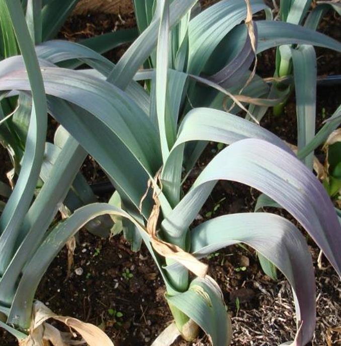 Allium Porrum Saint Victor D Hiver (Violet Leaf) - Alho Poró Saint Victor - Imagem 3