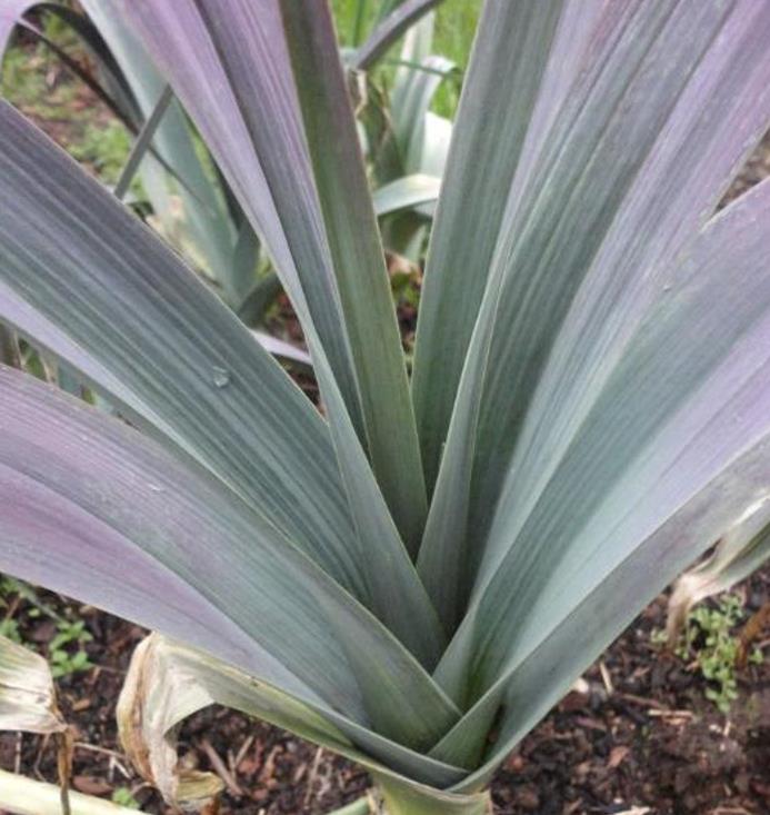 Allium Porrum Saint Victor D Hiver (Violet Leaf) - Alho Poró Saint Victor - Imagem 4