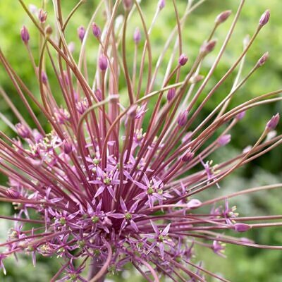 Allium schubertii - Cebola Ornamental Fogos de Artifício