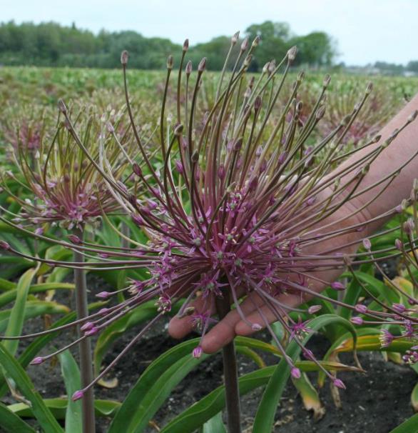 Allium schubertii - Cebola Ornamental Fogos de Artifício - Imagem 3