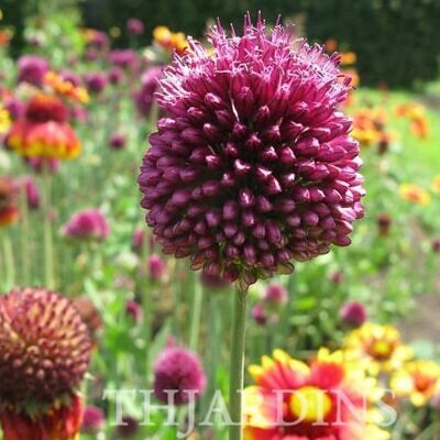 Allium sphaerocephalon - Alho Porró Flor Ornamental Comestível