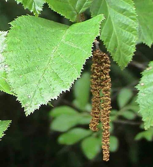 Alnus rubra - Amieiro Vermelho, Amieiro do Oregon, Amieiro Ocidental - Imagem 3