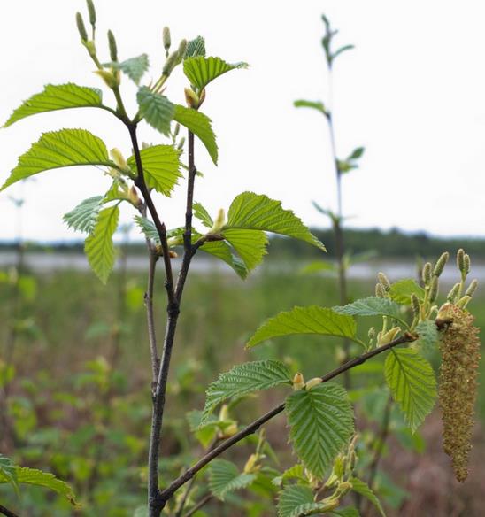 Alnus rubra - Amieiro Vermelho, Amieiro do Oregon, Amieiro Ocidental - Imagem 4