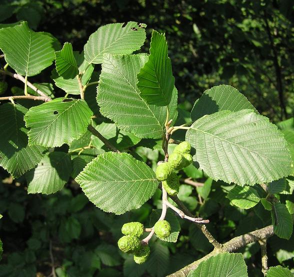 Alnus rubra - Amieiro Vermelho, Amieiro do Oregon, Amieiro Ocidental - Imagem 5