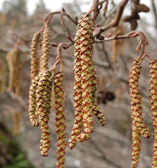 Alnus rubra - Amieiro Vermelho, Amieiro do Oregon, Amieiro Ocidental - Imagem 6