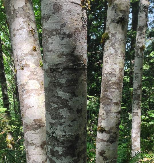 Alnus rubra - Amieiro Vermelho, Amieiro do Oregon, Amieiro Ocidental - Imagem 7