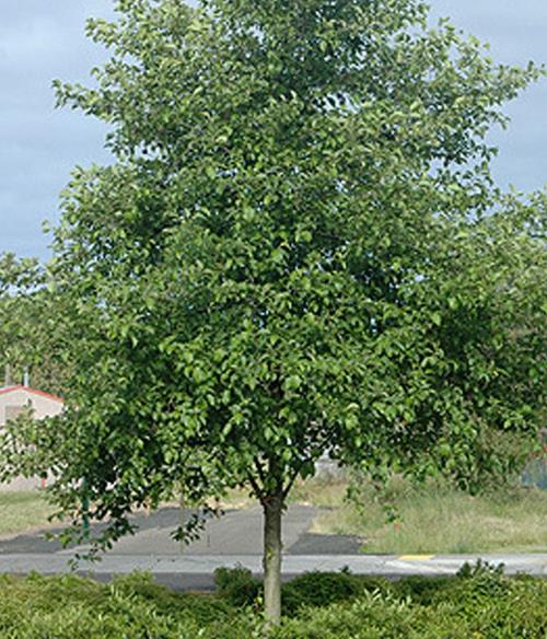 Alnus rubra - Amieiro Vermelho, Amieiro do Oregon, Amieiro Ocidental - Imagem 9