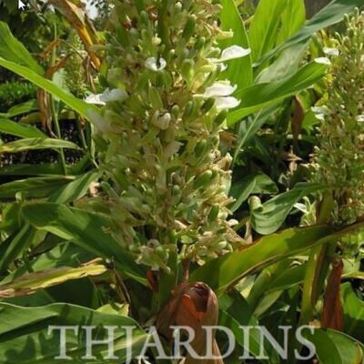 Alpinia galanga (Rizoma) - Galanga, Kew Lam (Gengibre Azul), Thai Ginger, Galangal (Rizoma)