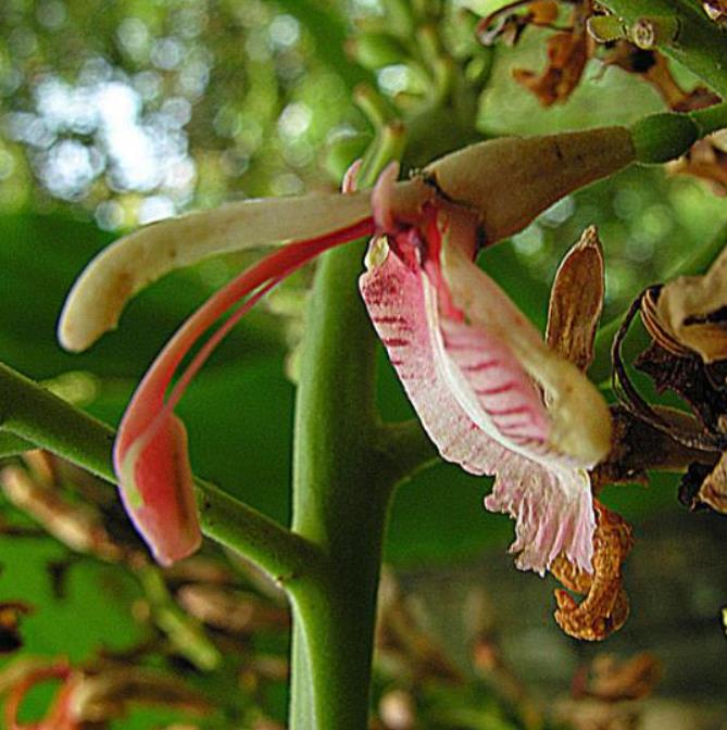 Alpinia galanga (Rizoma) - Galanga, Kew Lam (Gengibre Azul), Thai Ginger, Galangal (Rizoma) - Imagem 3
