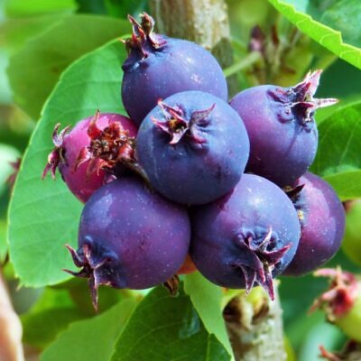 Amelanchier alnifolia - Cereja Saskatoon, Framboesa Saskatoon, Saskatoon Berry